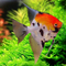 Pterophyllum scalare Koi — селекционная форма обыкновенной скалярии. Получила название благодаря сходству окраса с декоративными карповыми кои.