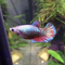 Курочка супердельта (Betta splendens «Super Delta») — селекционная форма сиамского петушка, отличающаяся особым строением хвостового плавника и яркой окраской.