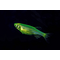​Данио рерио (GloFish) «Мятный» — генетически модифицированная форма аквариумной рыбки данио-рерио (Danio rerio), выведенная путём добавления генов морских медуз и кораллов, продуцирующих светящийся белок.