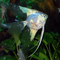 Скалярия Параиба (Pterophyllum scalare Paraiba, Paraiba Angelfish) — селекционная форма скалярии Пинои, выведенная с использованием гена бесполосости в сочетании с двойным филиппинским голубым. Отличается необычным окрасом и грациозными движениями.