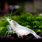 Креветка-снежинка (Neocaridina cf. zhangjiajiensis var. white), также известная как белая жемчужина, снежок или White Pearl Shrimp. Это искусственно выведенный вид аквариумных креветок, созданный немецким селекционером Ульфом Готсчалком.