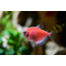 Тернеция GloFish розовая — генетически модифицированная форма тернеции (Gymnocorymbus ternetzi), получившая название от английских слов glow («сияющий», «свечение») и fish («рыба»). Отличительная особенность — флуоресцентная окраска, которая становится ярче при ультрафиолетовом или синем освещении.Тернеция GloFish розовая — генетически модифицированная форма тернеции (Gymnocorymbus ternetzi), получившая название от английских слов glow («сияющий», «свечение») и fish («рыба»). Отличительная особенность — флуоресцентная окраска, которая становится ярче при ультрафиолетовом или синем освещении.