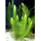 РОГОЛИСТНИК - Ceratophyllum
