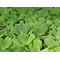 ПИСТИЯ - Pistia