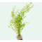 МИКРАНТЕМУМ МЕЛКОЛИСТНЫЙ - Micranthemum micranthemoidesМИКРАНТЕМУМ МЕЛКОЛИСТНЫЙ - Micranthemum micranthemoides