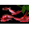 Данио Гло Алый Корал (Danio GloFish «Алый Корал») — генетически модифицированная форма аквариумных рыбок данио-рерио, отличающаяся ярким флуоресцентным свечением