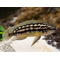 Юлидохромис Транскриптус (Julidochromis Transcriptus) — вид цихлид, известный также как масковый юлидохромис.