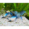 Cherax boesemani sp.var. Blue Moon (рак «Голубая луна») — аквариумный пресноводный рак.