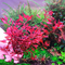 Людвигия мини супер ред (Ludwigia «Mini Super Red») — аквариумное растение, которое отличается яркой красной окраской листьев и компактной формой.