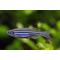 Данио Глофиш (GloFish) — генетически модифицированная форма рыбы данио рерио, обладающая флуоресцентной окраской. Название происходит от английских слов glow («сияние») и fish («рыба»).