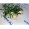 ОФИОПОГОН ПУСИЛЛУС - Ophiopogon pusillus