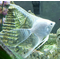 Скалярия бриллиантовая (Pterophyllum scalare diamond) — селекционная форма обыкновенной скалярии, отличающаяся особой красотой и особенностями внешнего вида.