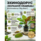ЭХИНОДОРУС БОЛЬШОЙ МЕДВЕДЬ - Echinodorus Big Bear