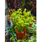 Bacopa australis (бакопа австралийская)

Отличительные особенности

Склонность стебля стелиться вдоль грунта. Это позволяет формировать пышные заросли или плотный зелёный ковёр.
Изменение окраски листьев. При ярком освещении листья могут приобретать розоватый или красноватый оттенок.
Хрупкость стеблей. Требует аккуратного обращения при пересадке и транспортировке.
Цветение. В благоприятных условиях на поверхности воды могут появляться белые четырёхлистные цветки.
