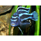 МЕЛАНОХРОМИС ЙОХАНИ - Melanochromis johannii​

Отличительная особенность породы

Выраженный половой диморфизм: самцы и самки окрашены совершенно по-разному, из-за чего их часто принимают за разные виды.