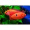 Хемихромис эксул (Rubricatochromis exsul, ранее — Hemichromis exsul) — пресноводная лучеперая рыбка из семейства Цихловые, известная как «красная жемчужина Африки» или «сокровище озера Туркана».