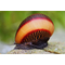 Улитка Рейсер Неретина (Racer Nerite Snail) — термин, который включает различные виды улиток неритин, известных своей активностью.