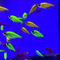 Пристелла Гло (Pristella maxillaris GloFish) — генетически модифицированная версия обычной пристеллы, созданная путём внедрения генов флуоресцентных белков от кораллов и медуз. Окраска GloFish может быть разной, в том числе зелёной (Electric Green). На спинном плавнике характерные чёрно-жёлто-белые полосы.