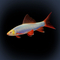 Лабео GLO синий (Labeo frenatus GloFish, также встречается название Epalzeorhynchos frenatus var. Blue) — генетически модифицированная аквариумная рыбка семейства карповых. Её отличительная особенность — яркая флуоресцентная окраска, которая сохраняется всю жизнь и становится ярче по мере взросления.