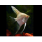 Pterophyllum scalare var Gold — селекционная форма обыкновенной скалярии, известная также как «золотая» или «жёлтая скалярия».