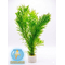 ПЕРИСТОЛИСТНИК СКАБРАТУМ ЗЕЛЕНЫЙ - Myriophyllum scabratum