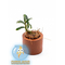 БУЦЕФАЛАНДРА РОЗМАРИ - Bucephalandra Rosemary