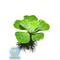 ПИСТИЯ 6-10см - Pistia stratiotes
