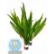 ПАПОРОТНИК ТАИЛАНДСКИЙ - Microsorum pteropus