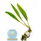 КРИПТОКОРИНА АПОНОГЕТОН - Cryptocoryne aponogetifolia