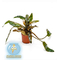 КРИПТОКОРИНА БЕККЕТИ - Cryptocoryne beckettii