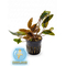КРИПТОКОРИНА ВЕНДТА КОРИЧНЕВАЯ - Cryptocoryne wendtii «Brown»