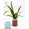 ПАПОРОТНИК УЗКОЛИСТНЫЙ - Microsorum pteropus Narrow Leaf