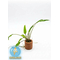 КРИПТОКОРИНА ВЕНДТА ЗЕЛЕНАЯ - Cryptocoryne wendtii "Green"