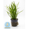 ЮНЦУС ПОЛЗУЧИЙ - Juncus repens