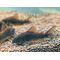 Corydoras sp. «Black Venezuela» — название аквариумной рыбки из семейства панцирных сомов.