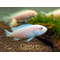 Pseudotropheus pindani «Снежный принц» (альбиносная форма псевдотрофеуса Пиндани, также известная как Pseudotropheus socolofi albino) — селекционная форма малавийской цихлиды. Отличается белоснежной окраской тела и ярко-красными глазами.