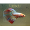 Петушок Халф Мун (международное название — Betta Halfmoon (Betta splendens)) — селекционная форма лабиринтовой рыбы, другое название — бойцовая рыбка. Название переводится как «полумесяц» и связано с формой хвоста, который в расправленном виде образует угол в 180°.