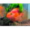 Red Parrot Cichlid (красный попугай) — искусственно выведенный гибрид южноамериканских цихлид, созданный тайваньскими селекционерами. Не встречается в дикой природе.