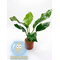 АНУБИАС БАРТЕРА КРИСПУС - Anubias barteri crispus