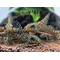 Синодонтис вуалевый (Synodontis eupterus) — пресноводная лучеперая рыбка из семейства Перистоусые сомы. Родиной вида являются реки Центральной Африки.