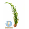 ВАЛЛИСНЕРИЯ СПИРАЛЬНАЯ - Vallisneria spiralis