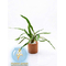 КРИПТОКОРИНА БАЛАНСЕ - Cryptocoryne balansae
