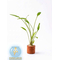 КРИПТОКОРИНА ЛЮТЕЯ - Cryptocoryne lutea