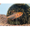 Hyphessobrycon sweglesi — вид тропических пресноводных лучепёрых рыб из семейства харациновых, известный как красный фантом (красный орнатус).