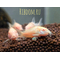 Коридорас золотистый альбинос (Corydoras aeneus albino) — селекционная форма крапчатого коридораса, не встречающаяся в природе. Отличается от номинального вида отсутствием пигмента.