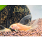 Коридорас альбинос (Corydoras paleatus var albino) — селекционная форма крапчатого коридораса. Отличительная особенность — белая или слегка желтоватая окраска тела в сочетании с красными глазами.