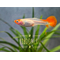 Гуппи Кои Альбино (Guppy Koi Albino) — аквариумная рыбка, выведенная селекционным путём. Происходит из тропических водоёмов Южной и Центральной Америки, в частности, из Венесуэлы и Тринидада.