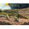 МАКРОГНАТУС ЗЕБРОВЫЙ Macrognathus zebrinus

Главная «визитная карточка» — характерная «зебровая» окраска: по золотистому, кремовому или светло-коричневому телу проходят чёткие поперечные полосы тёмно-коричневого или чёрного цвета.