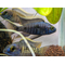 ​Копадихромис азуреус (Copadichromis azureus) — это яркая цихлида из группы «Утака», эндемик озера Малави (Ньяса).