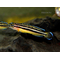 ЮЛИДОХРОМИС КИПИЛИ - Julidochromis Kipili